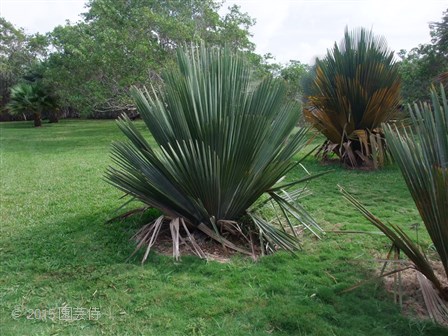 Fairchild Botanic Garden 20151227-3