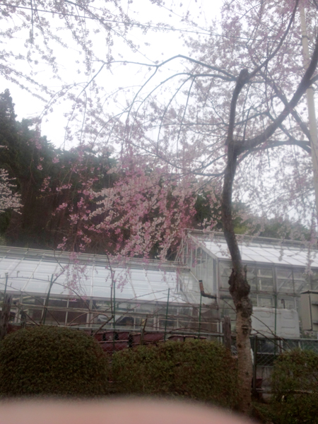 sakura3.jpg