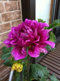 dahlia