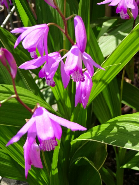 IMG_20150505_101606.jpg
