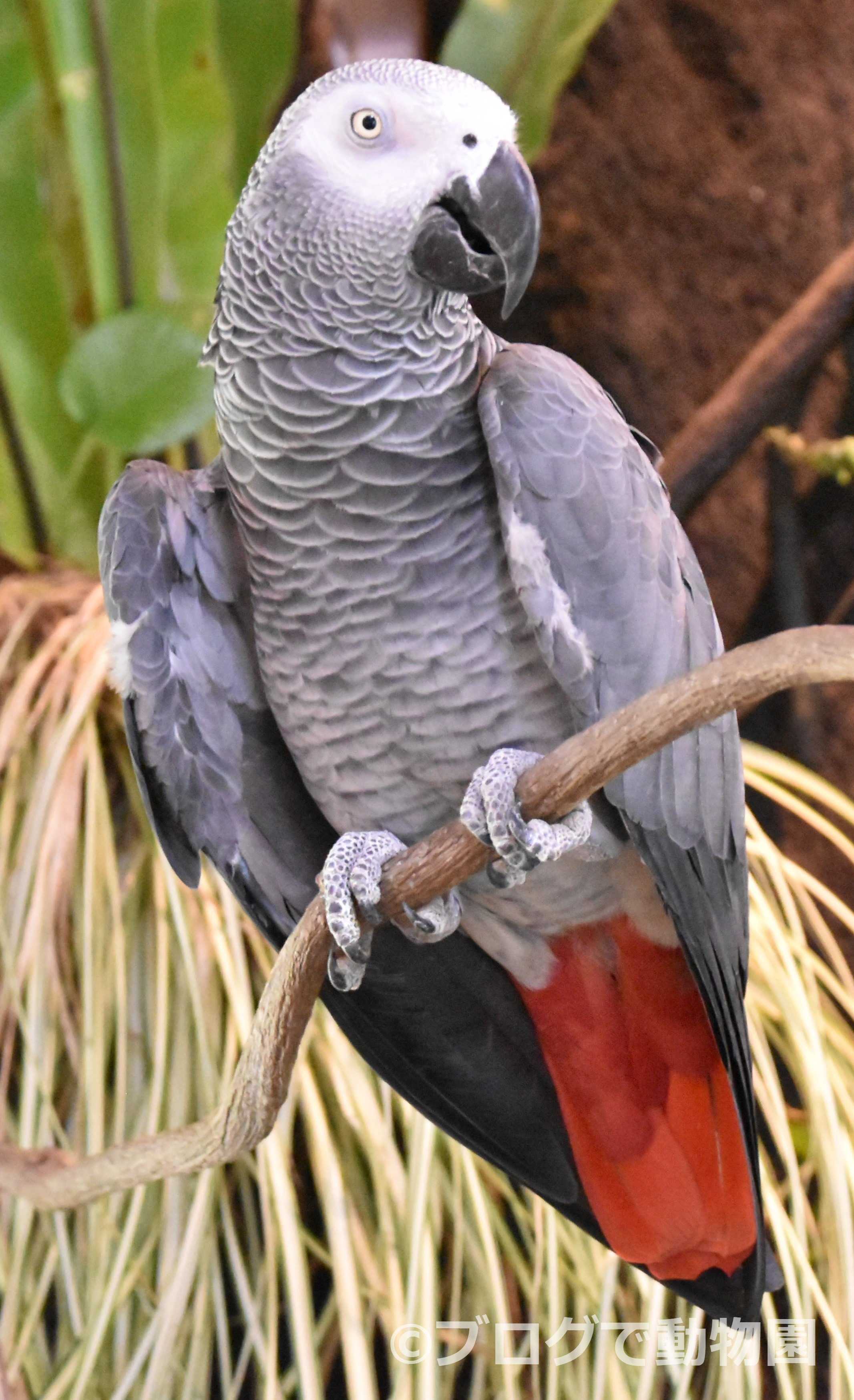 ヨウム ブログで動物園 楽天ブログ