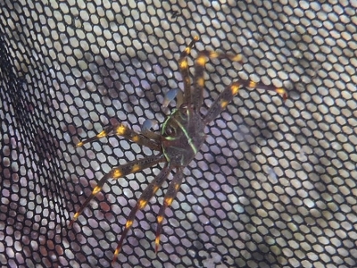 沖縄磯採集2014年9月中旬25　トゲアシガニ属の一種（Percnon sp.）