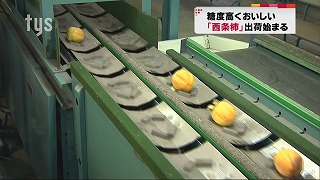 tysnews_西条柿.jpg