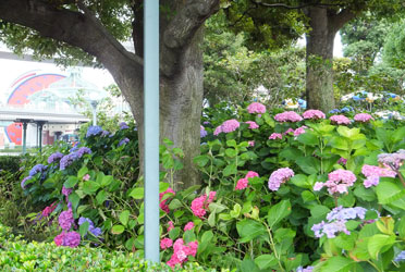 2012Flower57