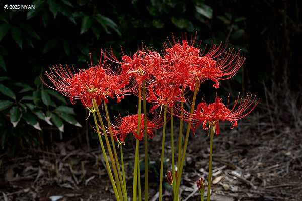 ヒガンバナ（彼岸花、ヒガンバナ科）