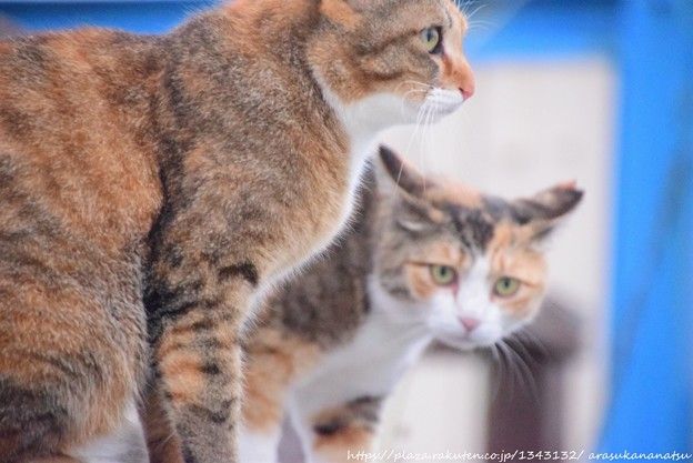 とても良い曲なのに鳥肌が立つのはなぜでしょうか?