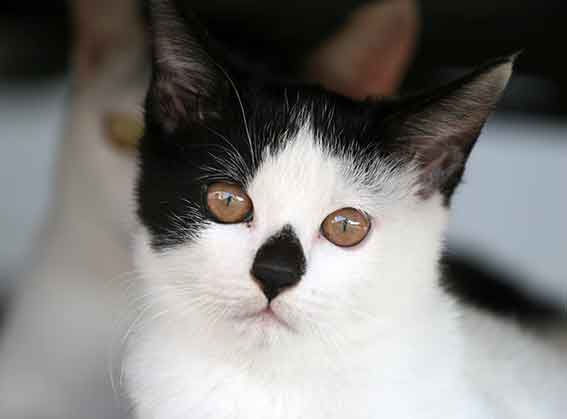 我が家のニャンコ♪2016/1/28-03