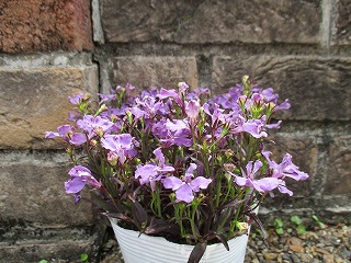 IMG_0357ss.jpg