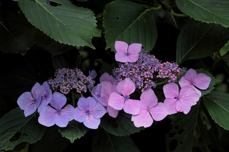 中千本公園の紫陽花_09.jpg