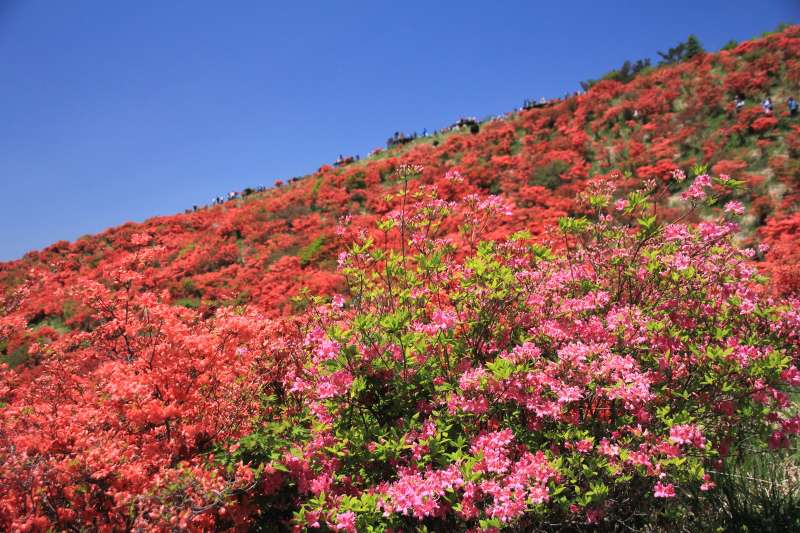 葛城山のツツジ_003.jpg