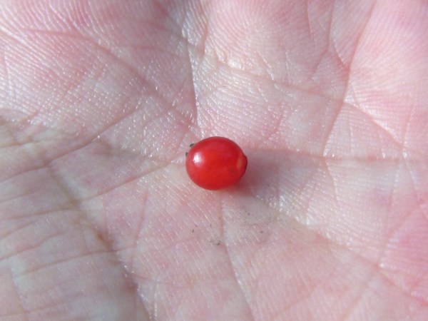 アクシバ