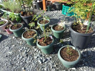 rblog-20141012205426-01.jpg