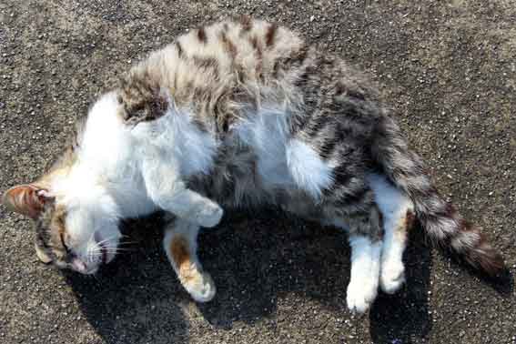 我が家のニャンコ♪2014/02/9-3