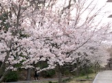IMG_1275.JPG