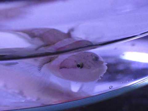イサゴハゼ（Gobiopsis arenaria）16　串本磯採集