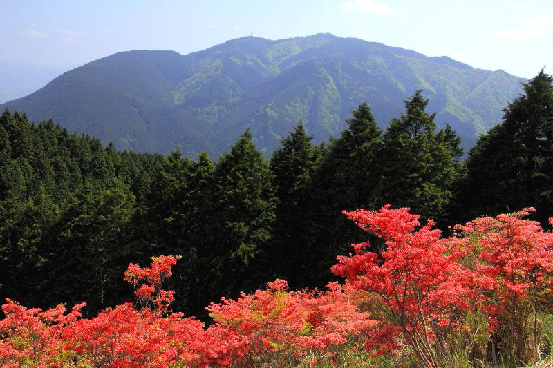 葛城山のツツジ_005.jpg