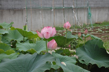 s-DSC_0575.jpg
