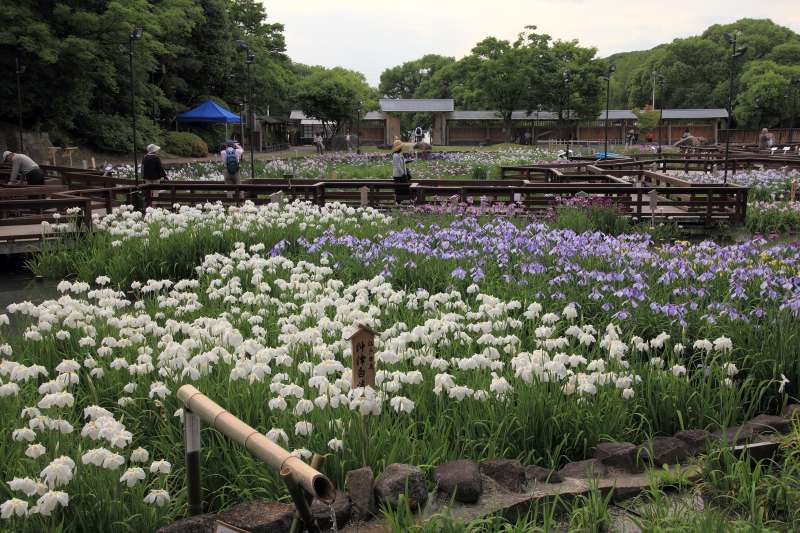 菖蒲園_003.jpg