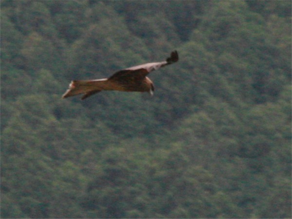 IMG_7347オオタカ.jpg