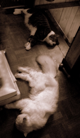 マフと開