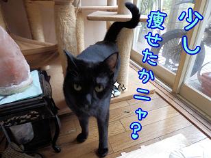 鈴痩せた.JPG