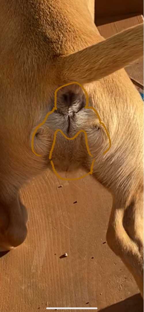 犬のつむじ ポコポコ9075のブログ 楽天ブログ