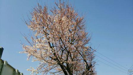 桜1.jpg