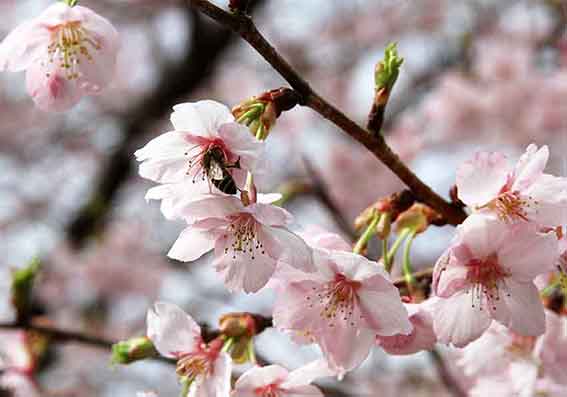 鬼籠野の桜-03♪