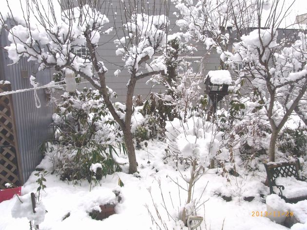 １１／２８雪をかぶった我が家の庭.jpg