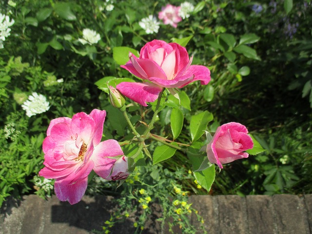 IMG_4851ss.jpg