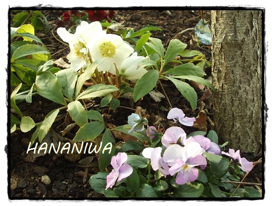 2013_0114トレッサ用寄せ植えとクレマチスの講座とカ0006.JPG
