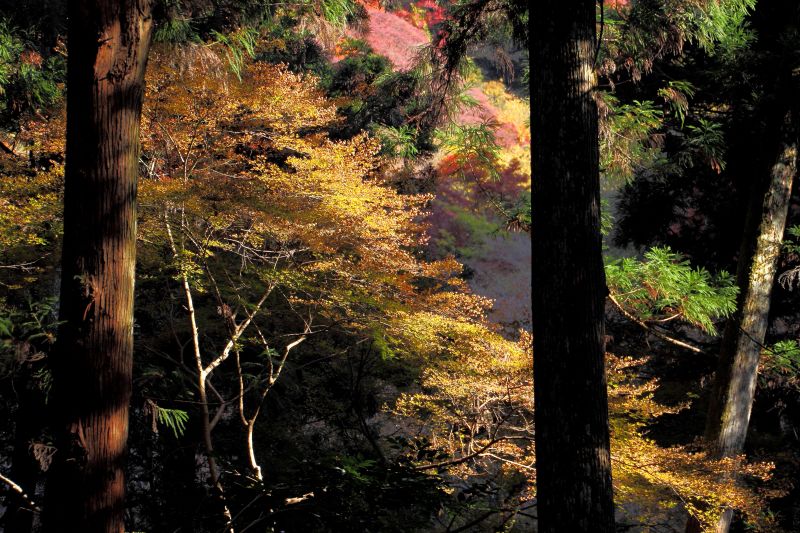 箕面滝道の残り紅葉_005斜光.jpg