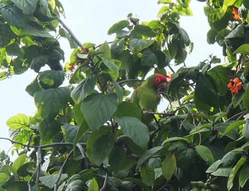 街路樹　ハワイ　インコ　鳥