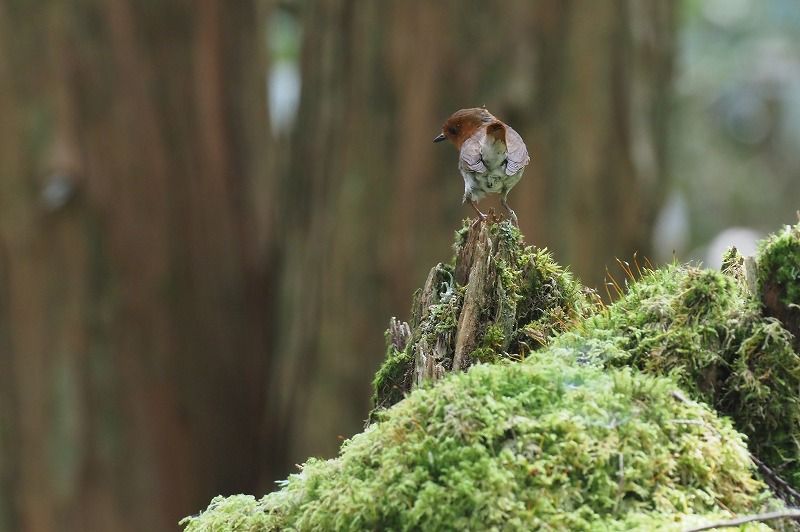苔舞台のコマドリ | フォト原のブログ - 楽天ブログ