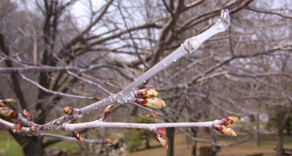 ５／９鹿公園の桜.jpg
