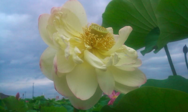 20160716蓮の花16-3