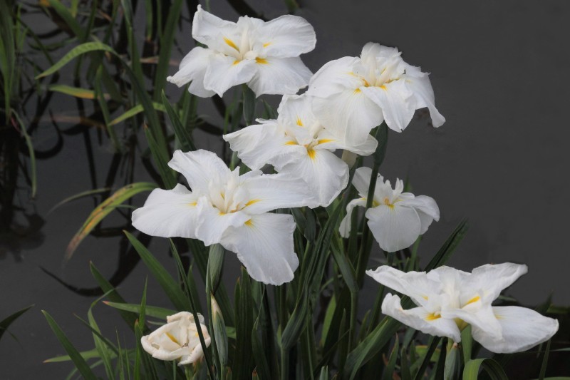 菖蒲園_005.jpg