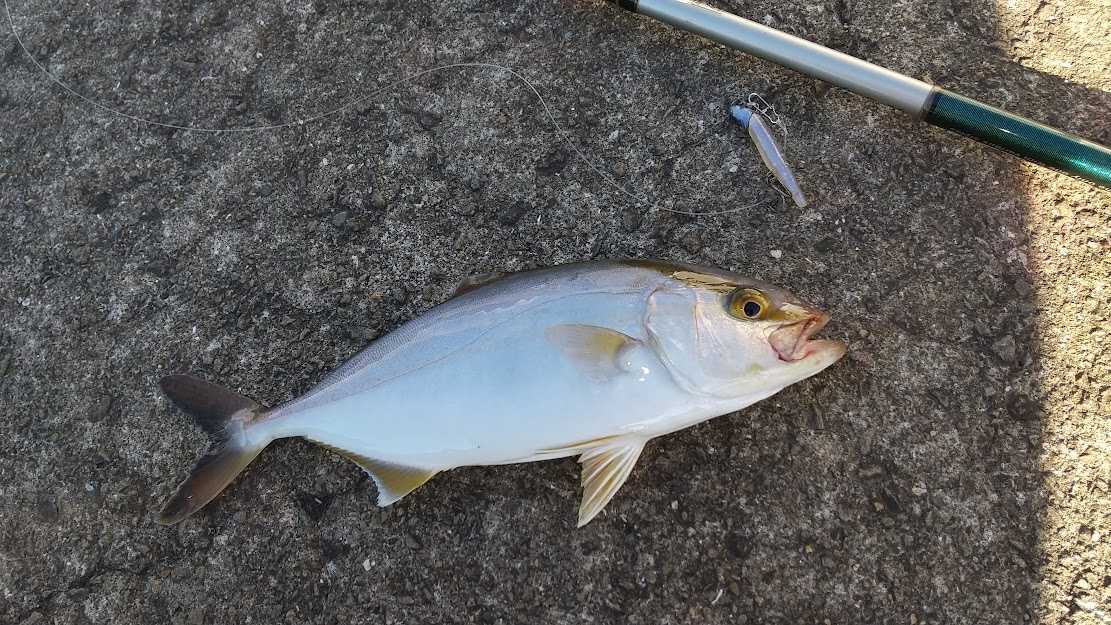 愛媛 宇和海にネイリが到来中 愛媛 釣り アジゴロウのうはうは日記 In 愛媛 楽天ブログ