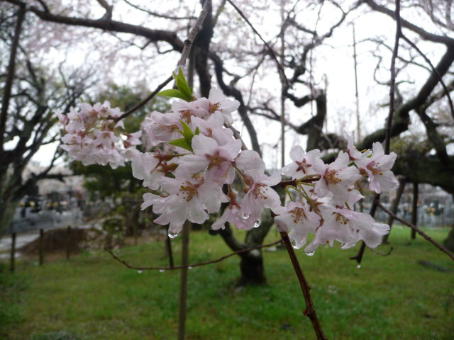 451 しだれ桜