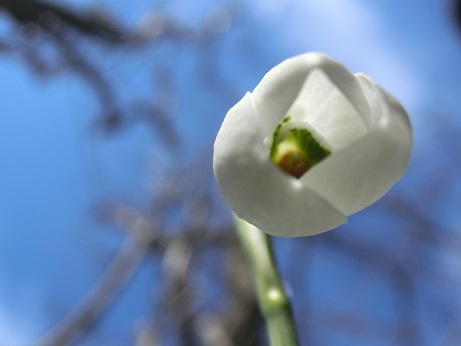 スノードロップ