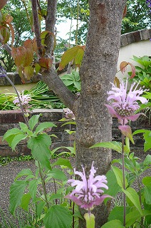 P1300909ss.jpg