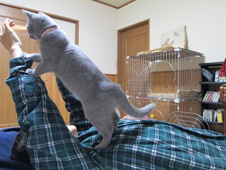 ねこにじゅうりんされるひと.JPG
