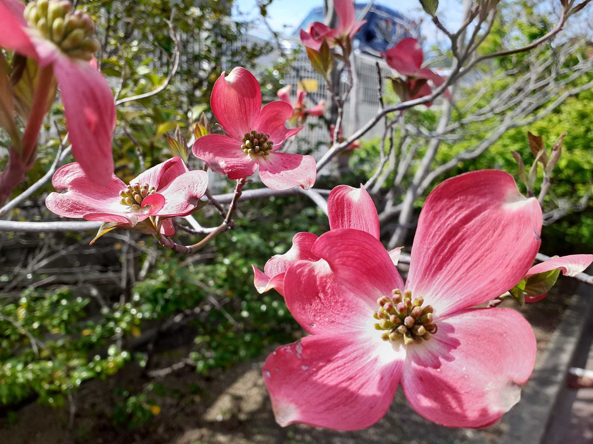 桜のあとは花水木。 | ☆もも☆どんぶらこ☆のブログ - 楽天ブログ