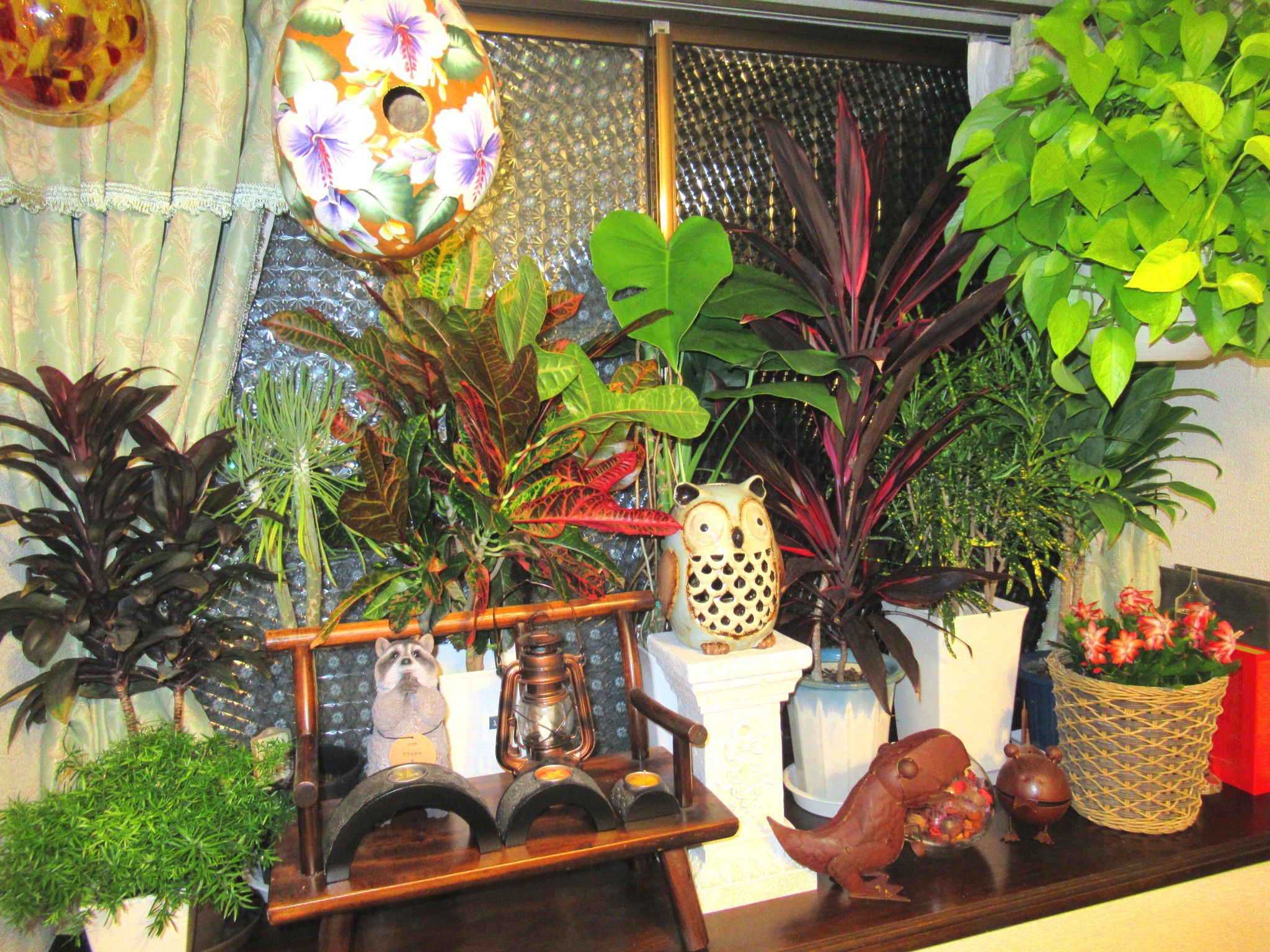 観葉植物がお家に入りましたよ O ｂ かにゃかにゃガーデン 楽天ブログ