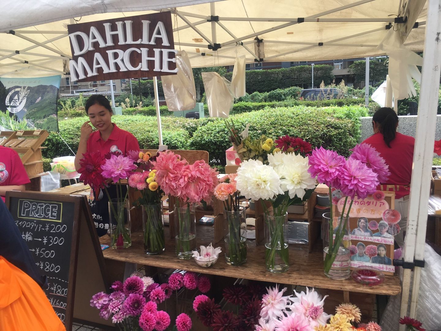 ダリアはいかが 獅子座のケンタウロス 楽天ブログ