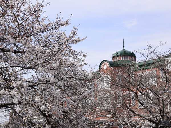 深谷市・唐沢川沿いの桜2021 | 見栄子の熊谷らいふ♪ - 楽天ブログ