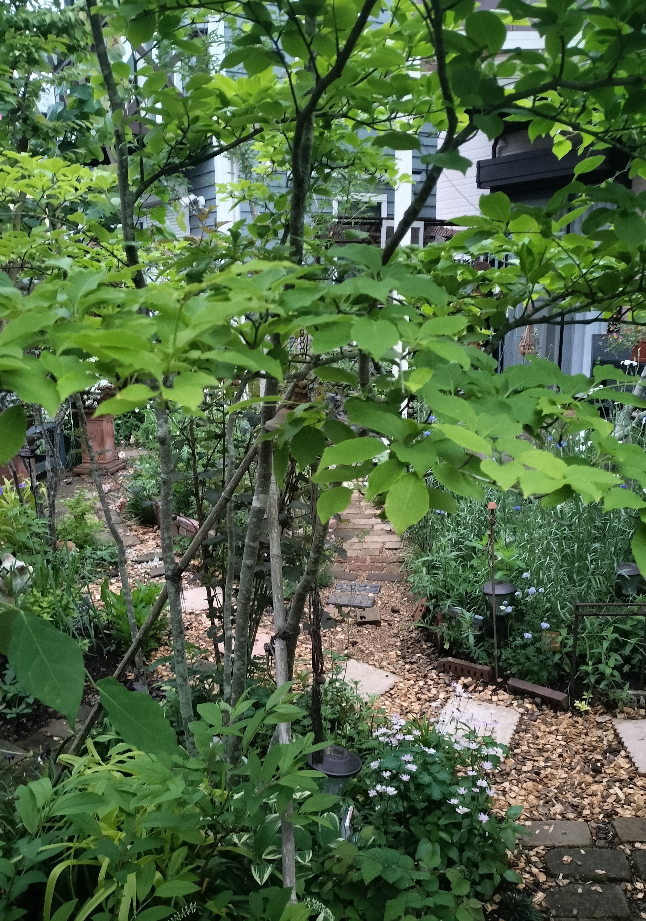 木々のある風景 アオハダ アオダモ | たねをまく日々 - 楽天ブログ