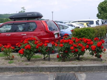 オリンピックファイヤー