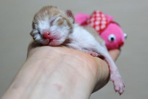 雛ちゃん (4) - コピー.JPG