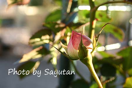 ピエールのつぼみ